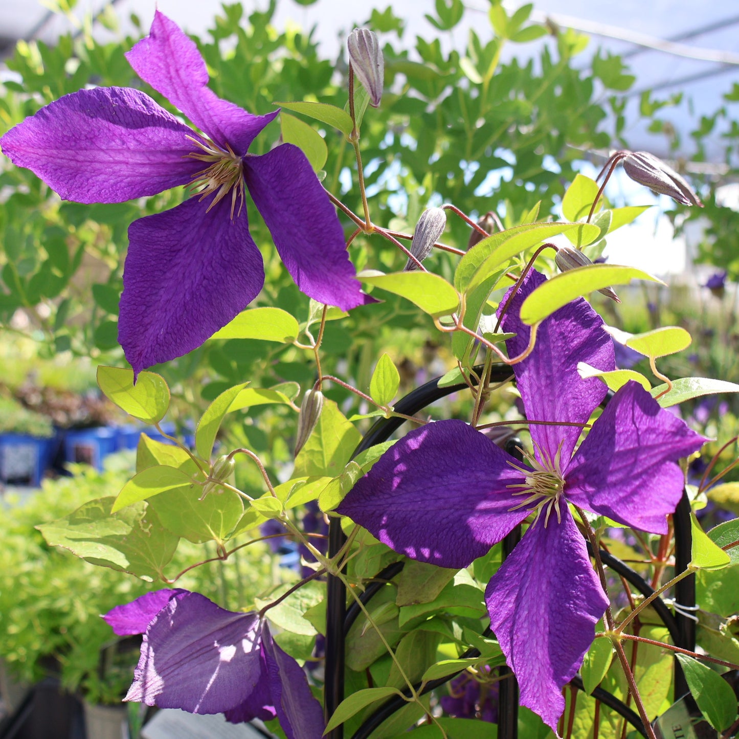 Clematis 'Jackmanii Superba'