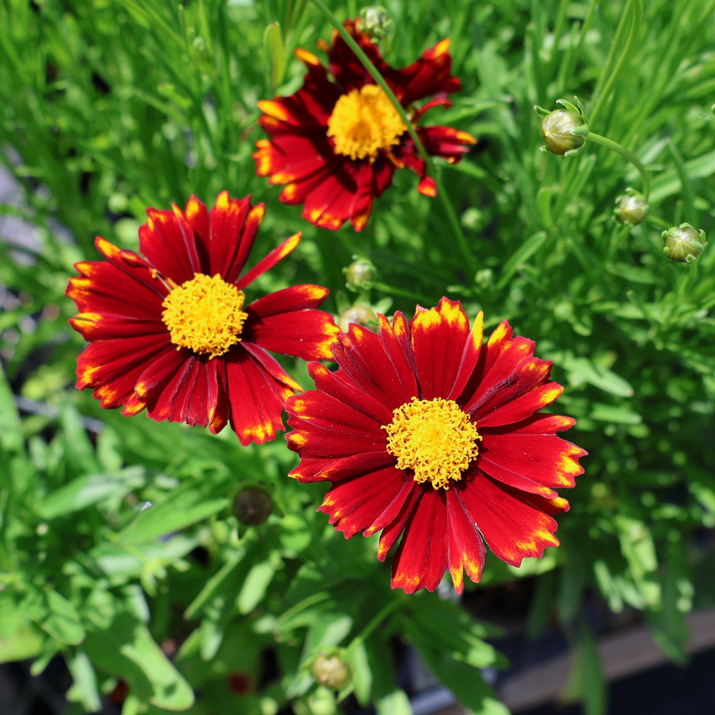 Coreopsis 'Uptick Red'