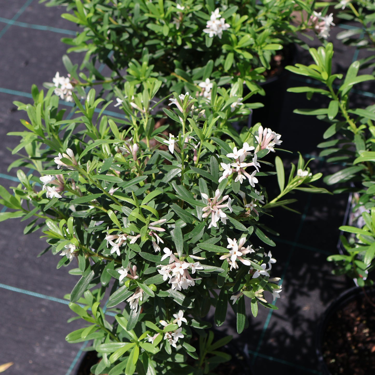 Daphne 'Eternal Fragrance'
