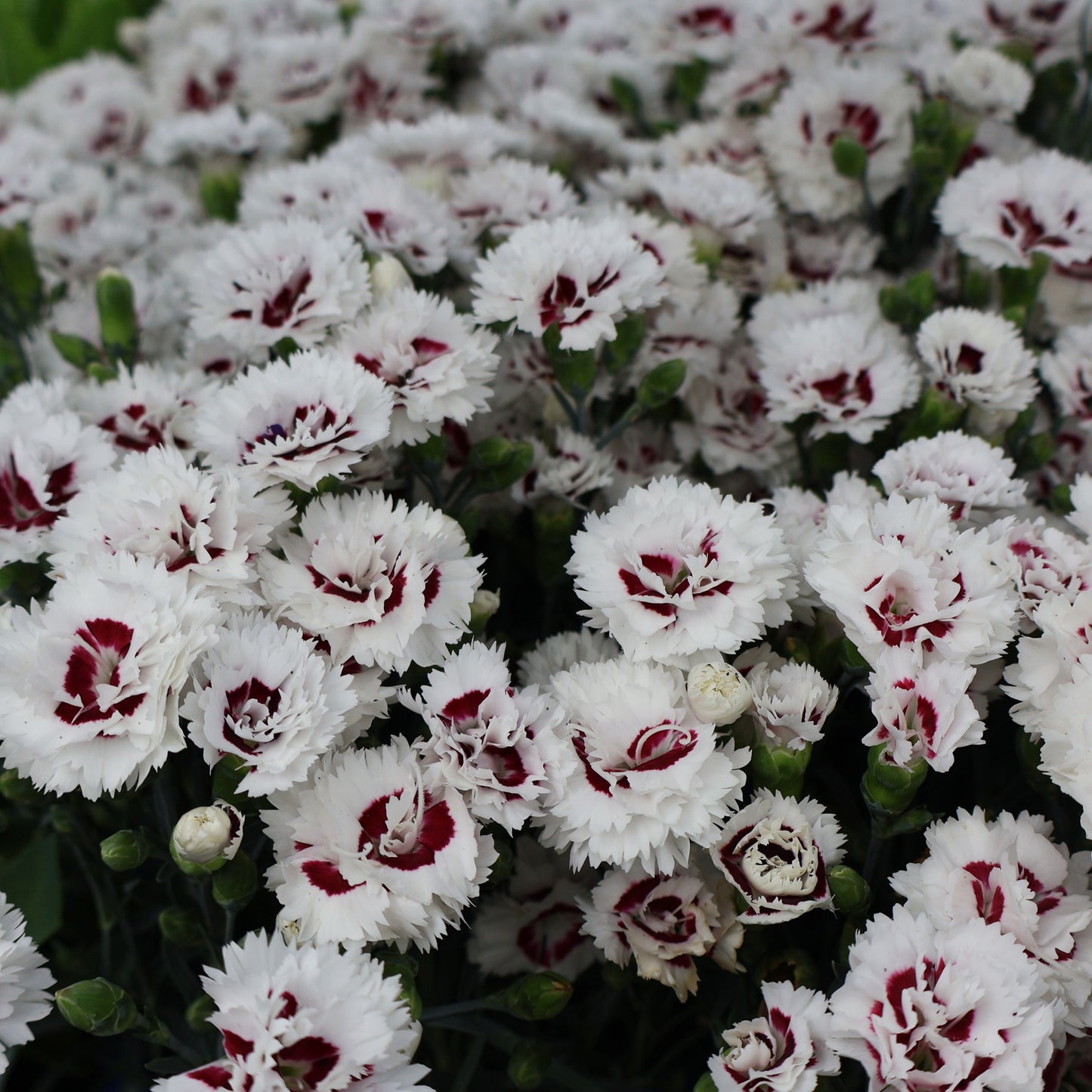 Dianthus 'Coconut Surprise'