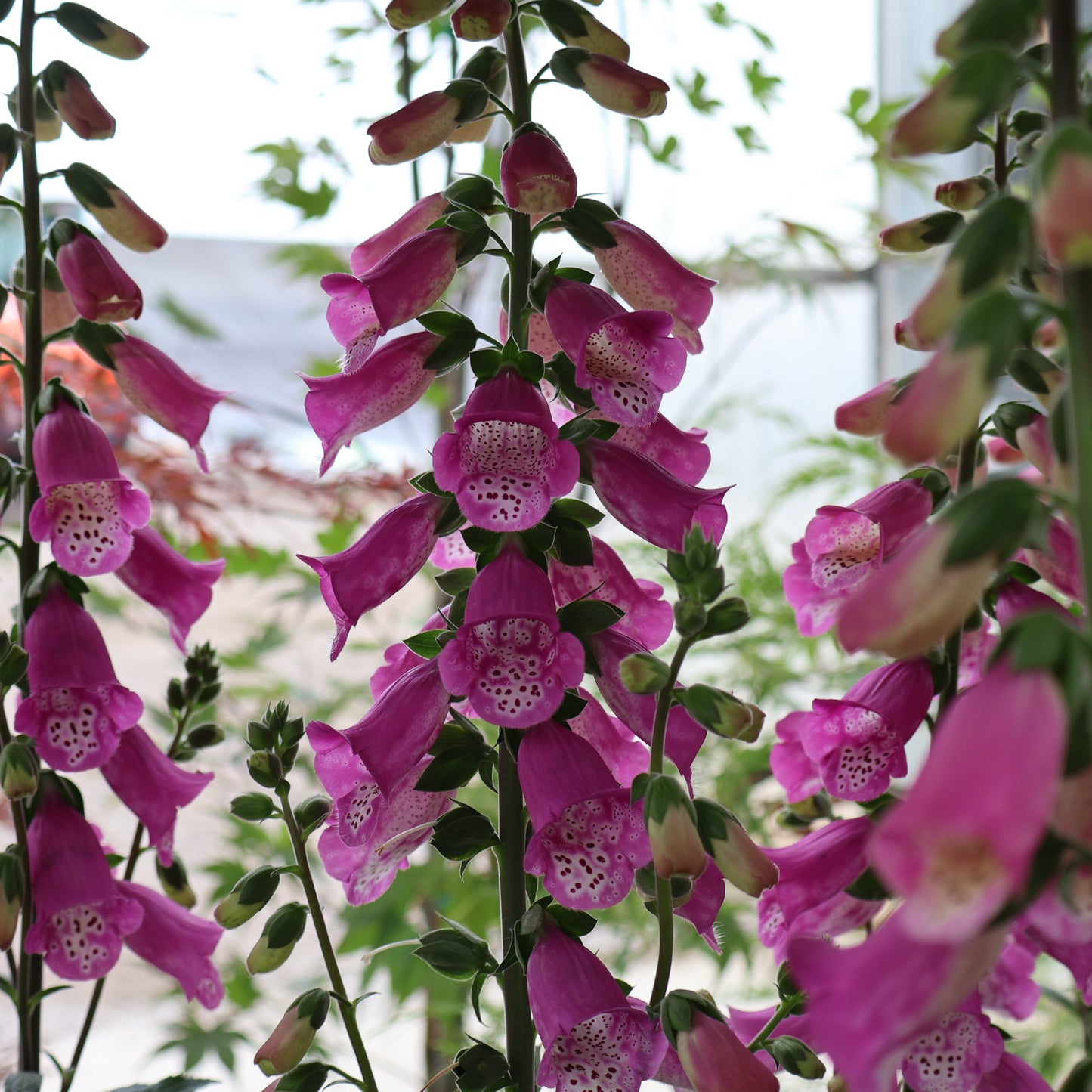 Foxglove 'Panther'