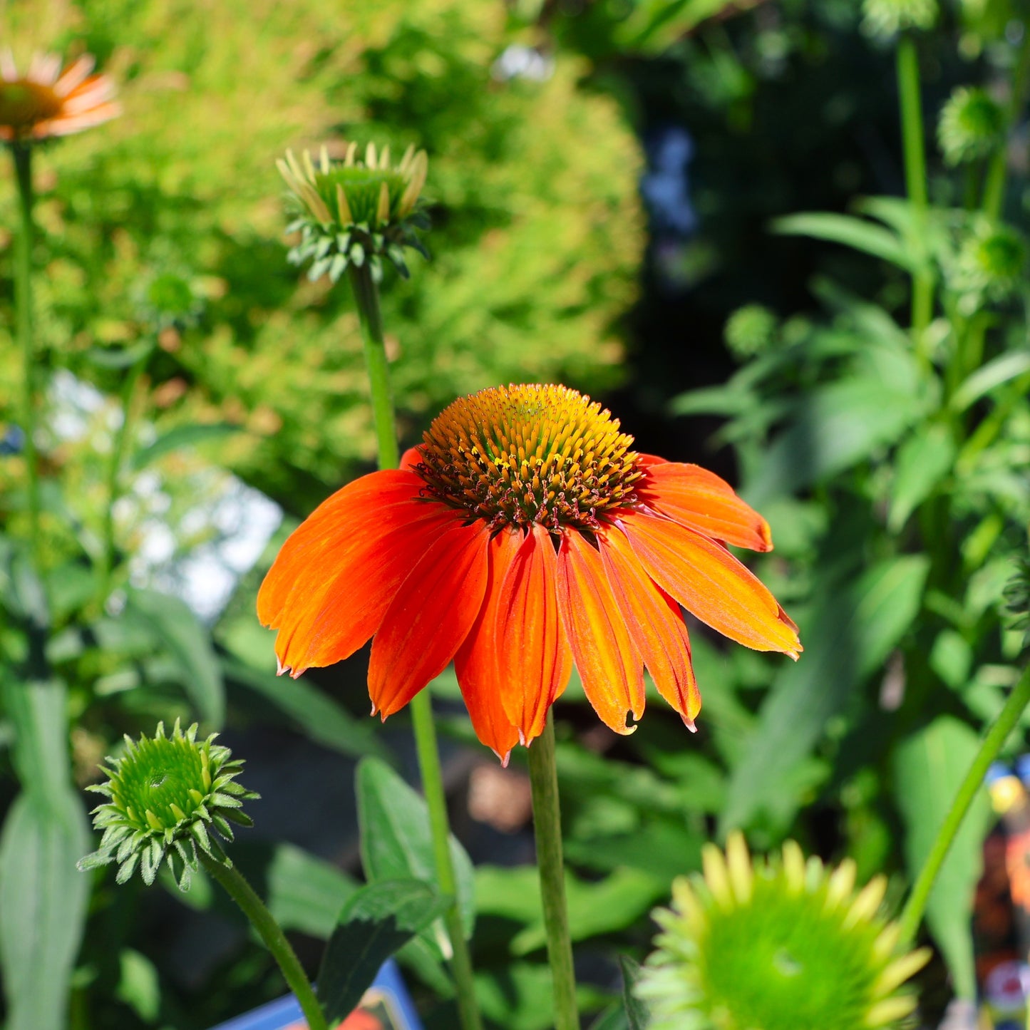 Coneflower 'Soft Orange'