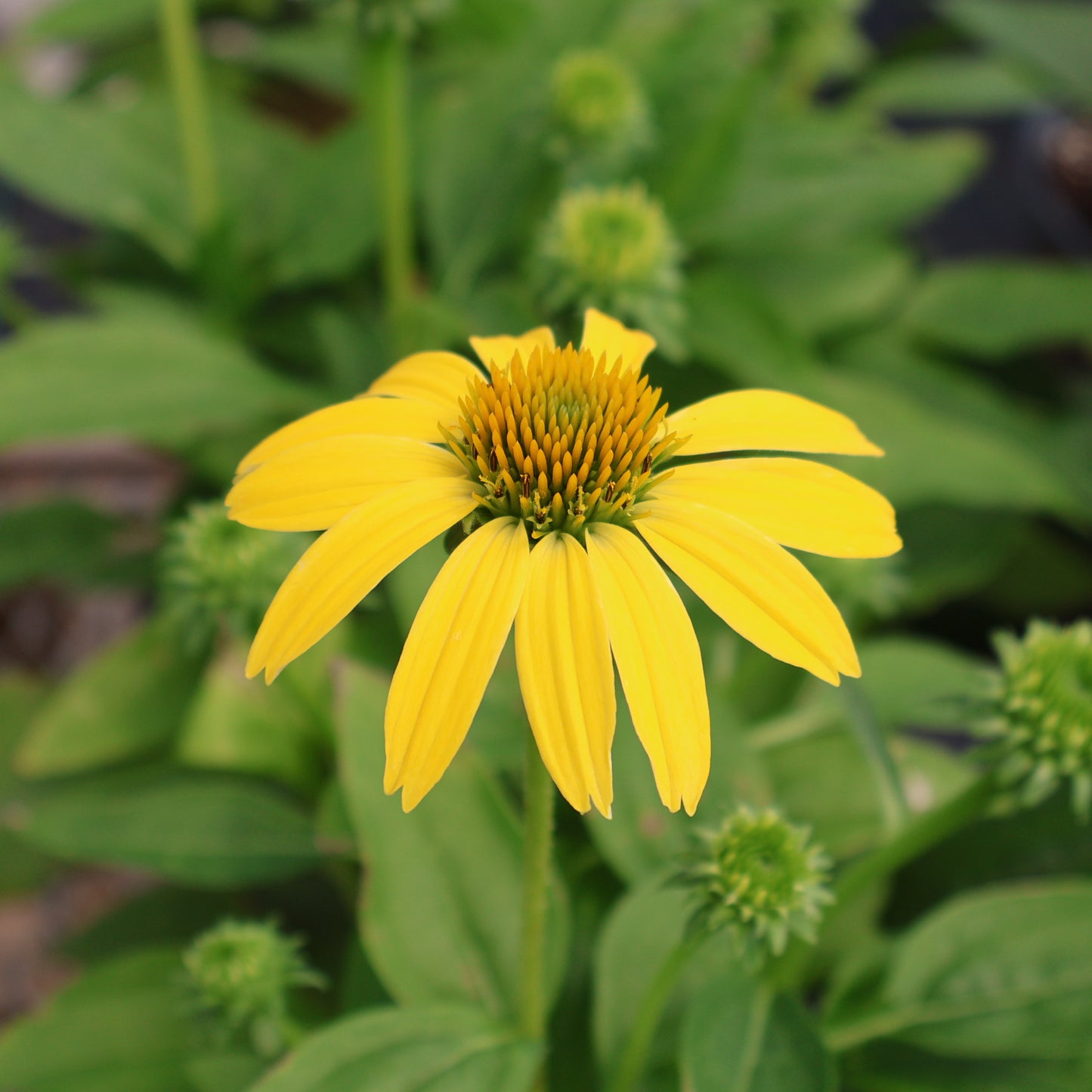 Coneflower 'Sombrero Lemon Yellow Improved'