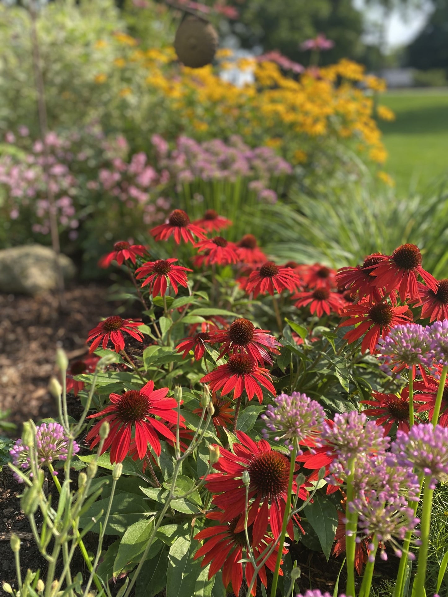 Coneflower 'Sombrero Salsa Red'
