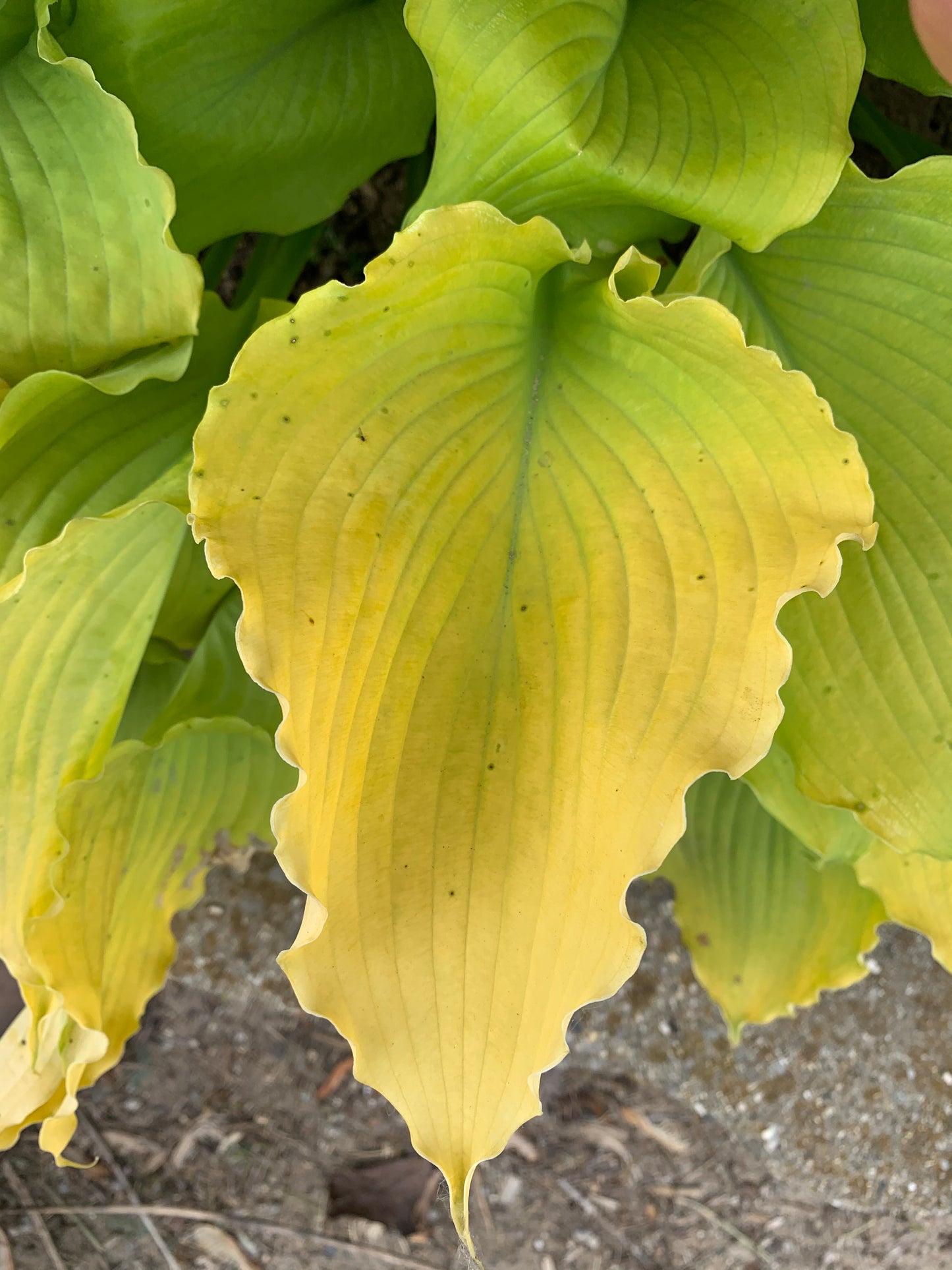 Hosta 'Shadowland Echo the Sun' PW