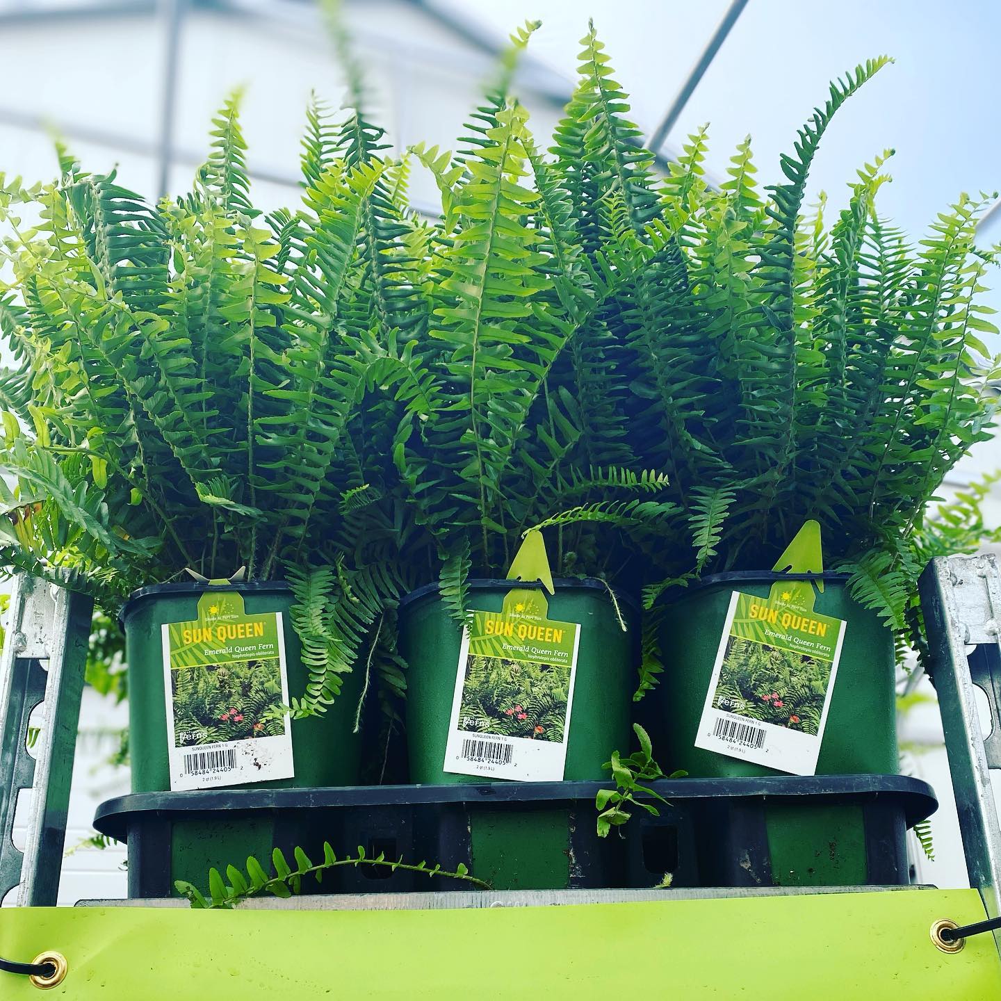 Fern, Emerald 'Sun Queen'