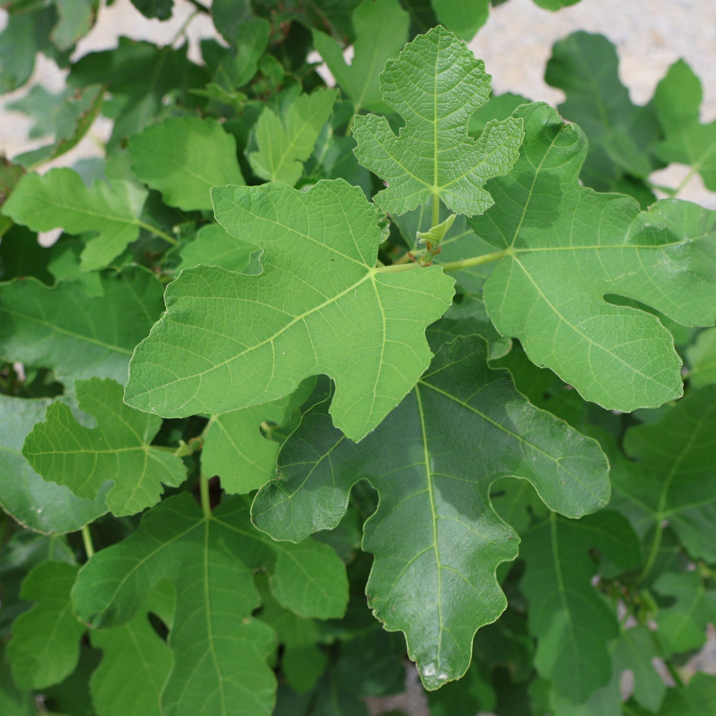 Fig 'Chicago Hardy'