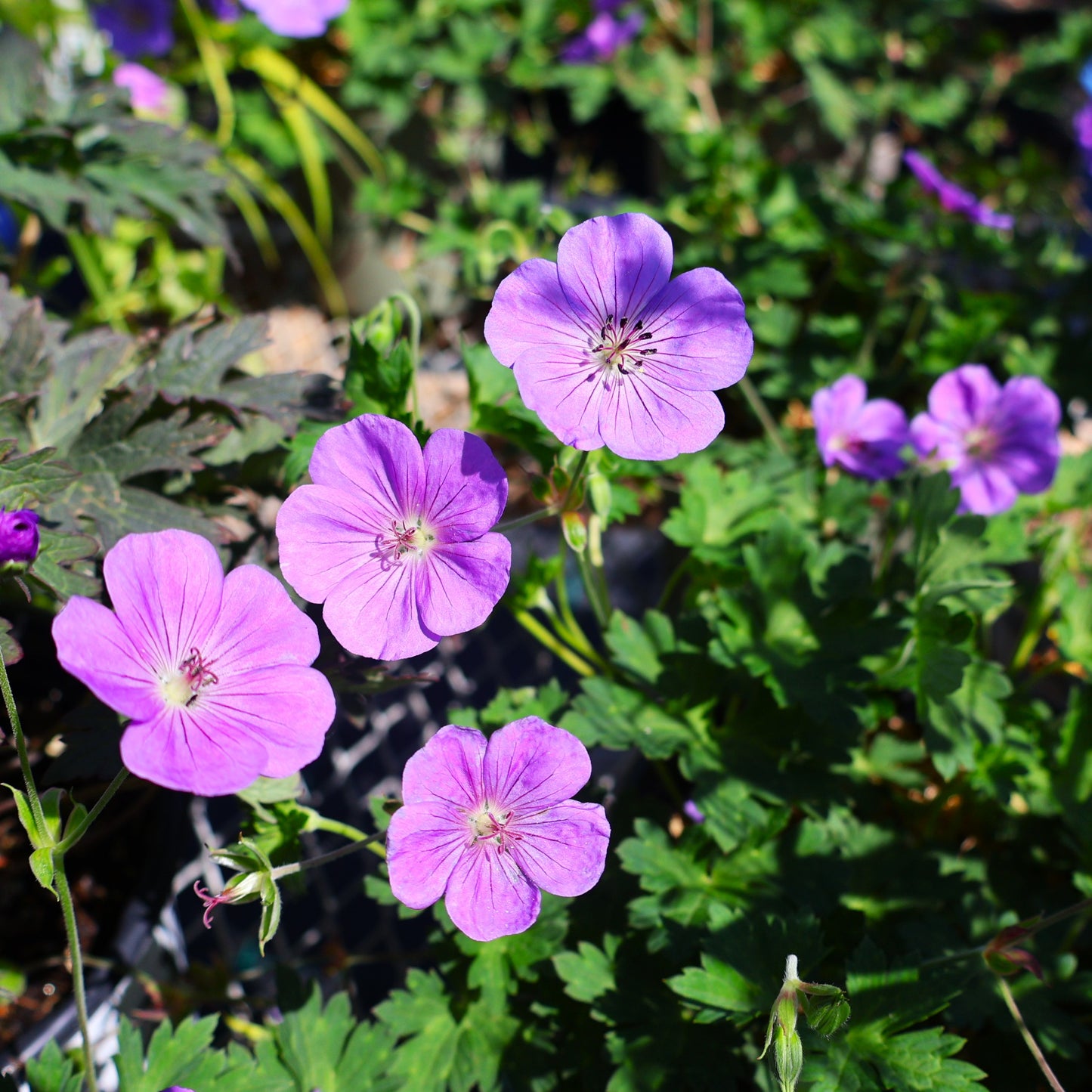 Geranium, Cranesbill 'Rozanne'