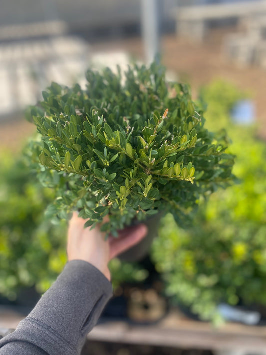 Boxwood 'Green Gem'
