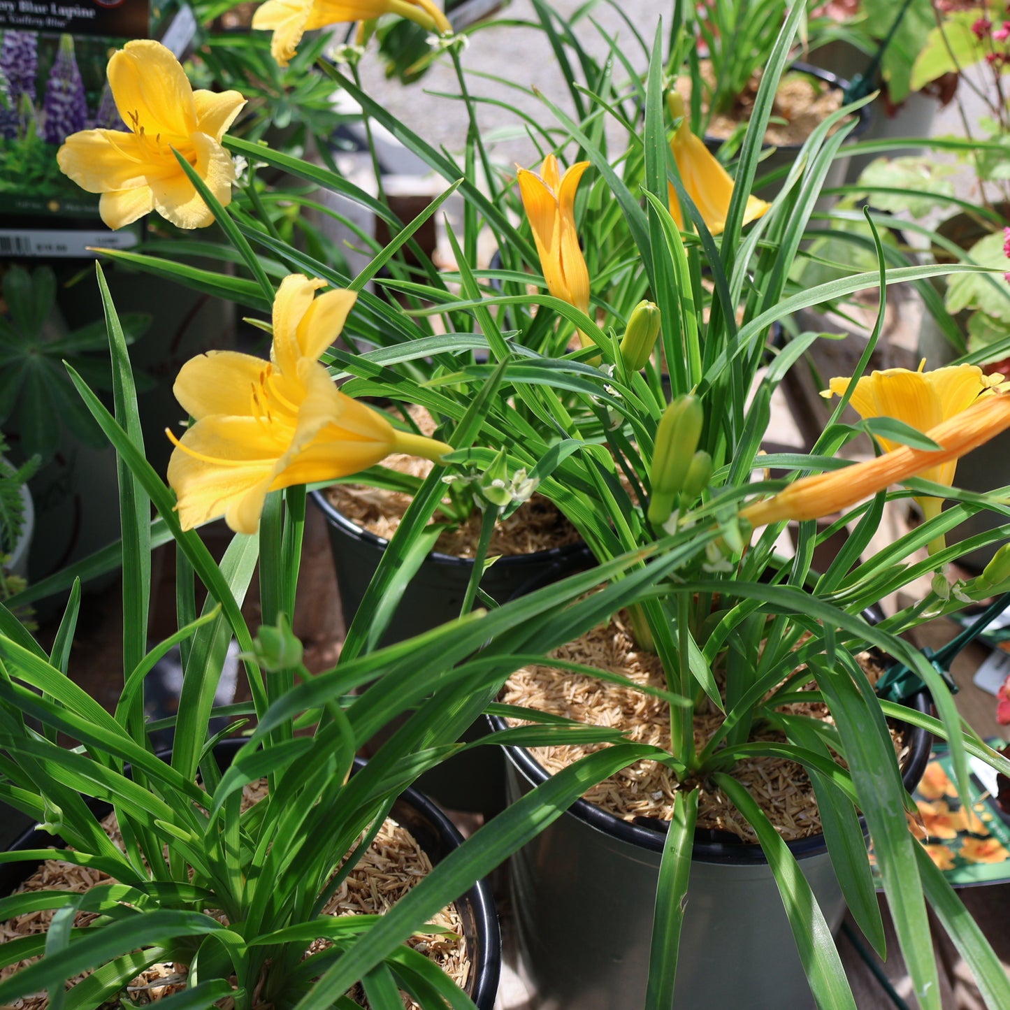 Daylily 'Stella de Oro'
