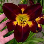 Daylily 'Persian Ruby' PW