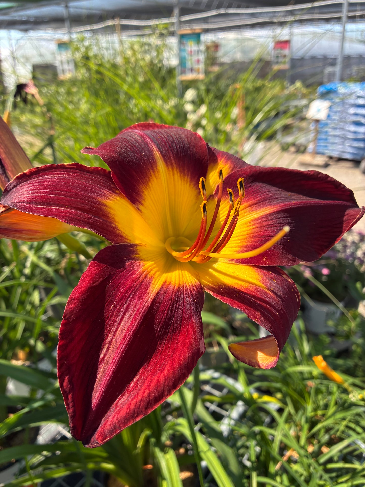 hemerocallis Daylilly persian ruby at Lucan Country Gardens