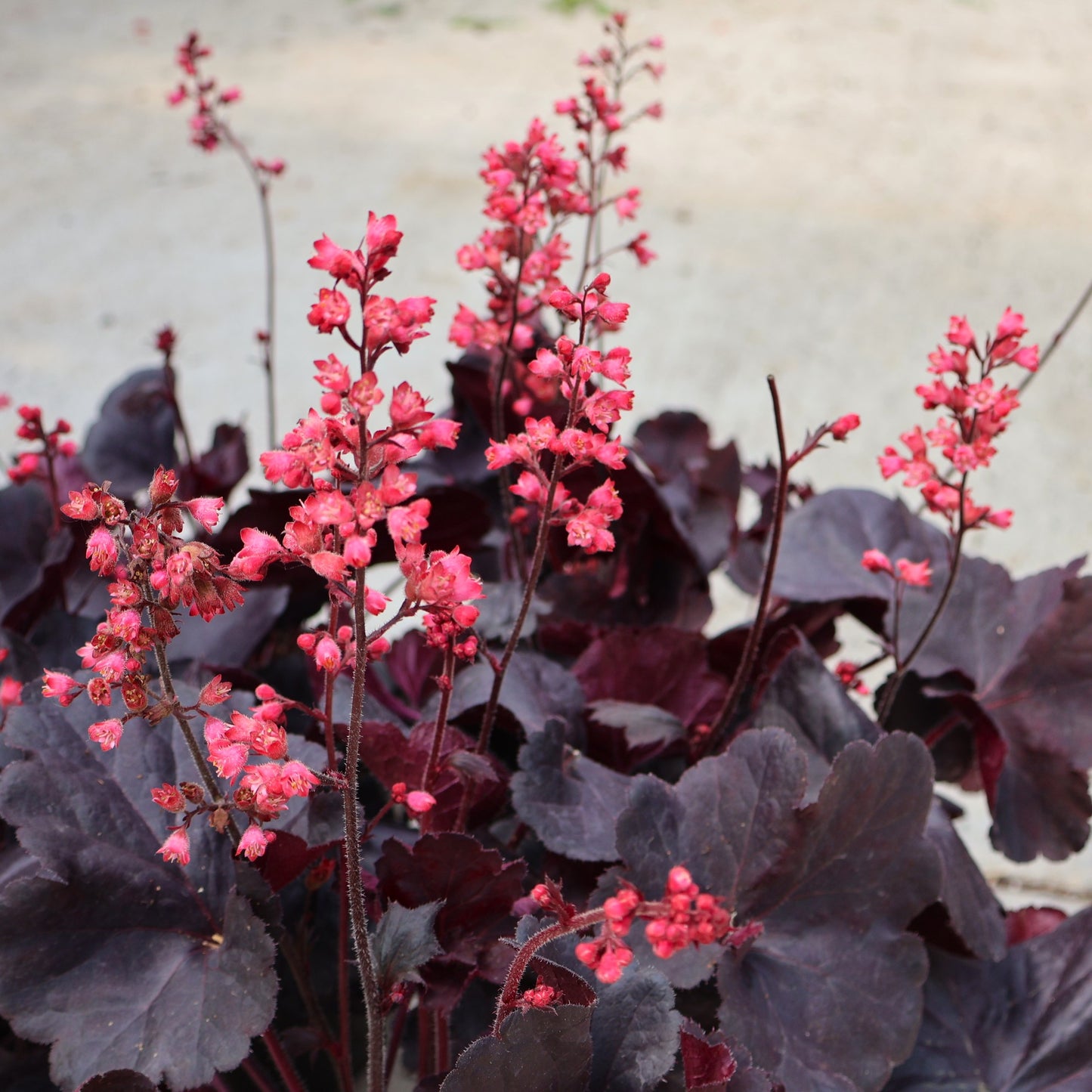 Coral Bells 'Black Forest Cake'
