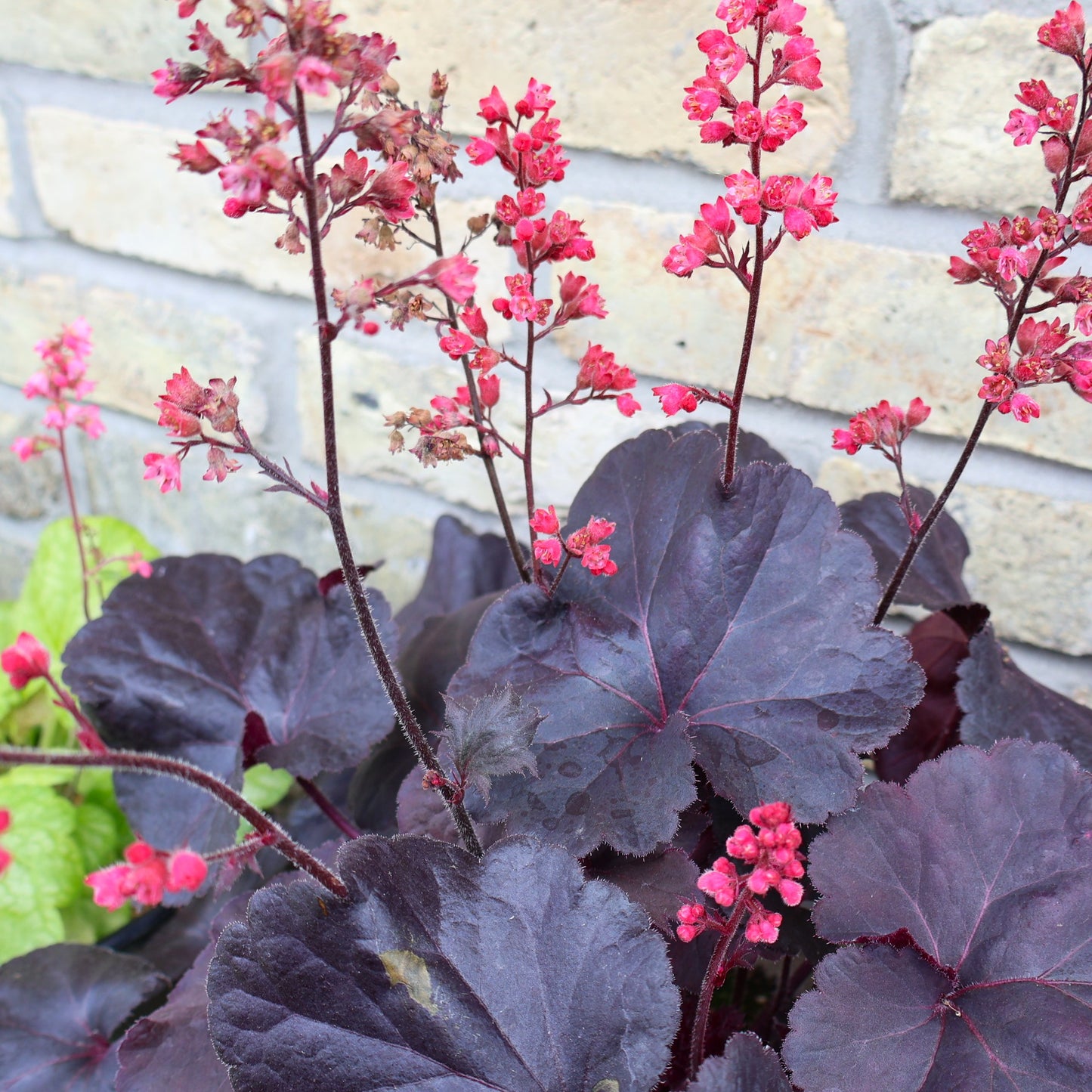 Coral Bells 'Black Forest Cake'