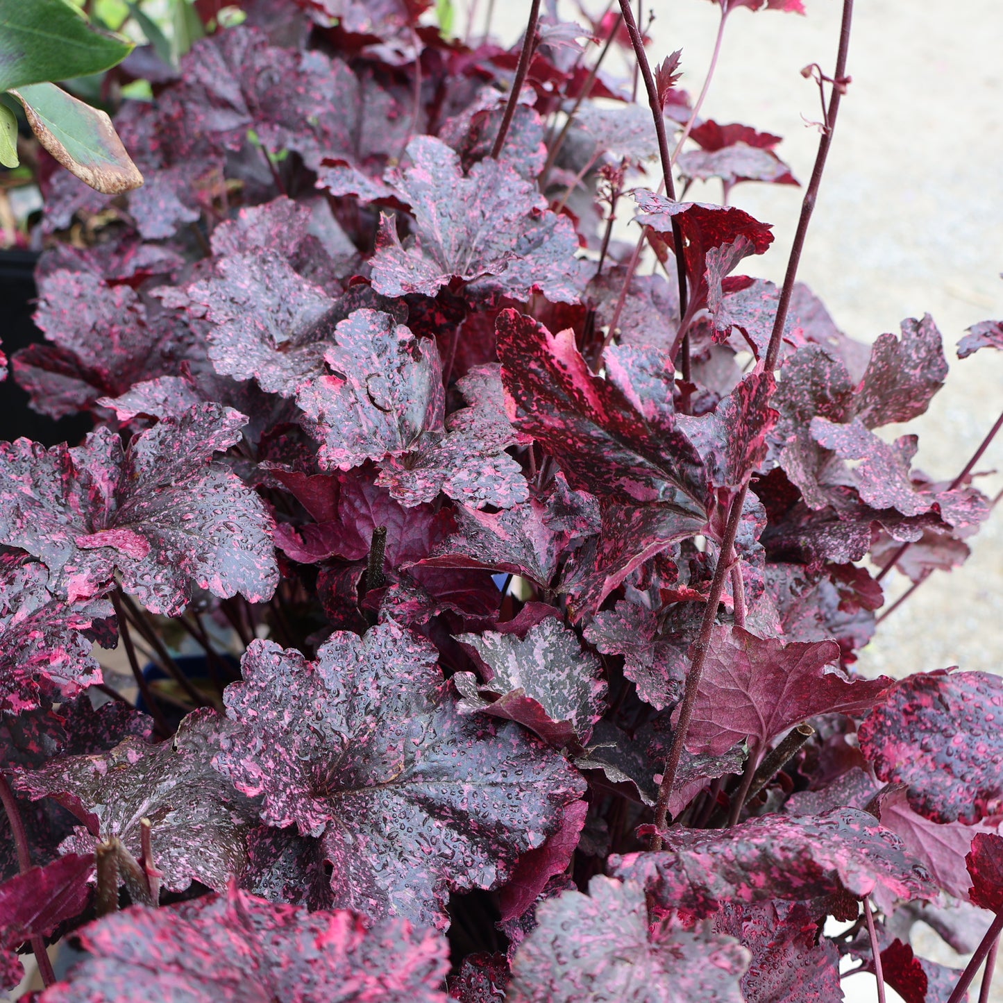 Coral Bells, Fancy-Leaf 'Midnight Rose'