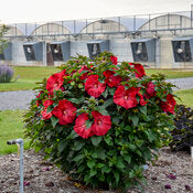 Hibiscus 'Summerific Valentine's Crush' PW