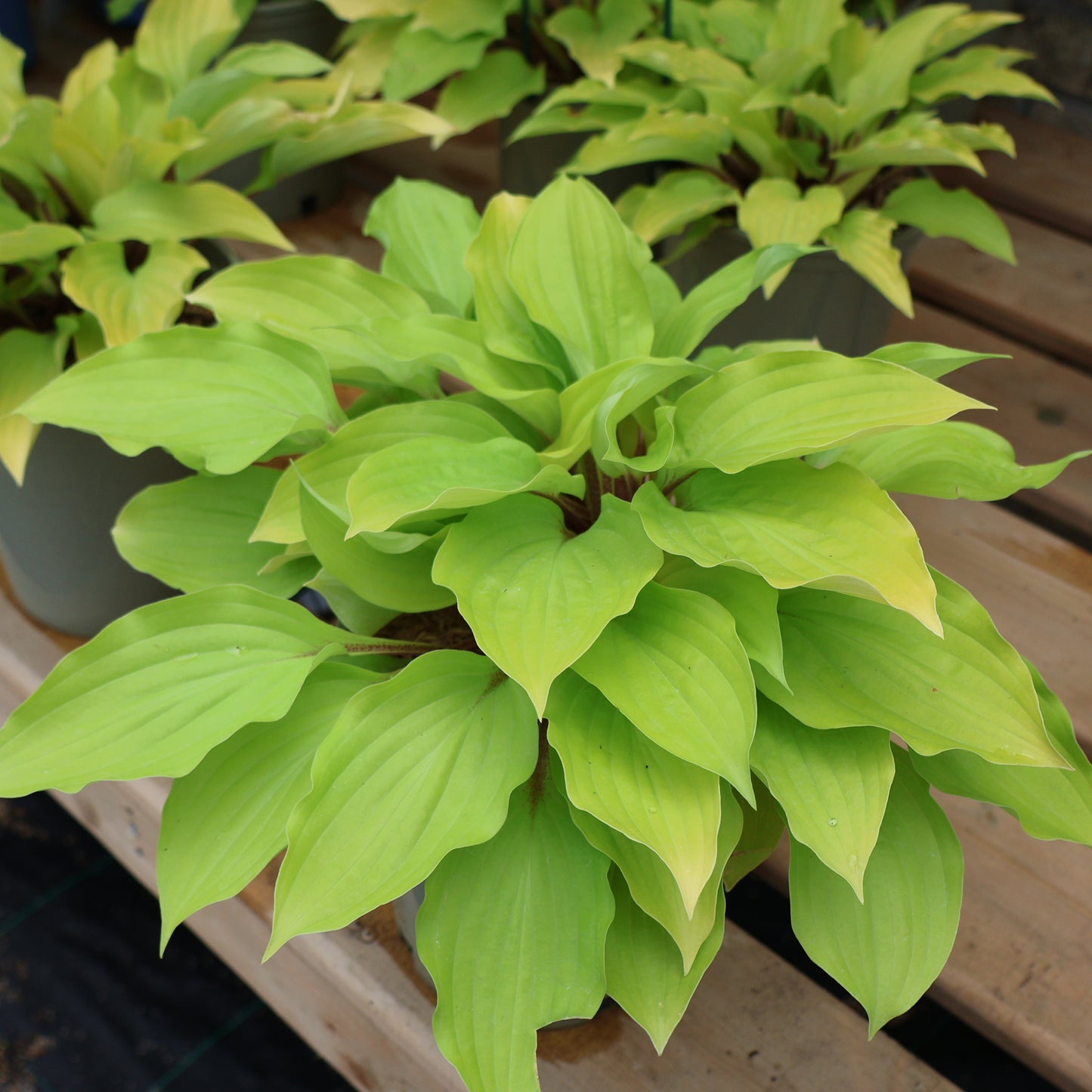 Hosta 'Fire Island'