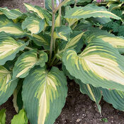 Hosta 'Shadowland Love Story' PW