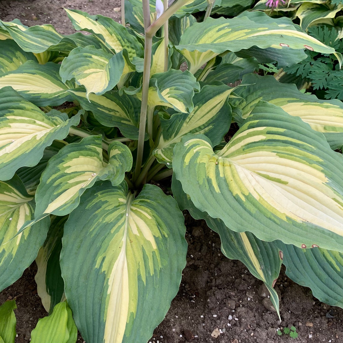 Hosta 'Shadowland Love Story' PW