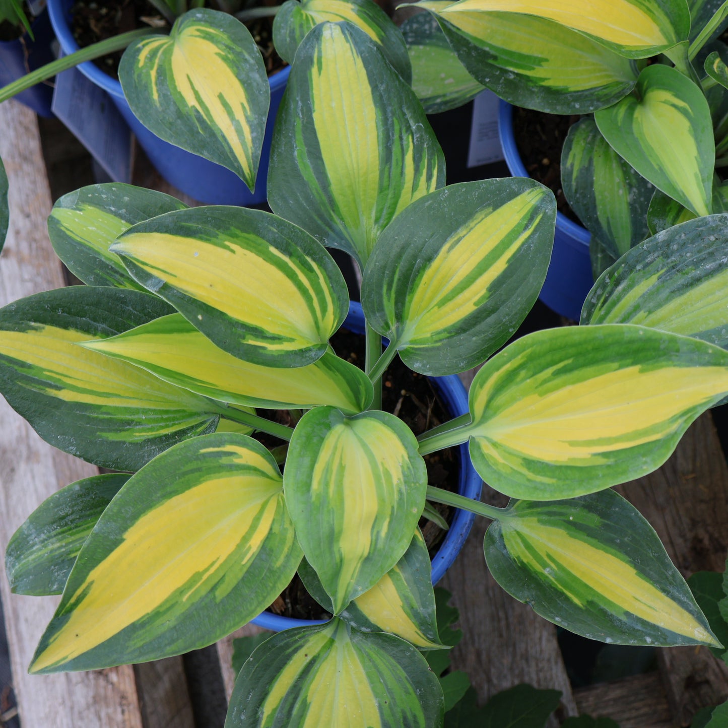 Hosta 'Touch of Class'