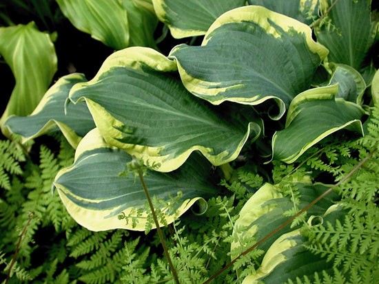 Hosta 'Wheee!' PW