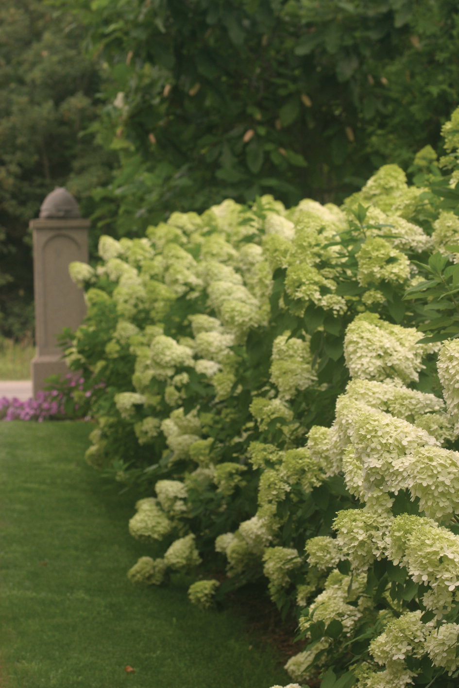 Hydrangea 'Limelight' PW