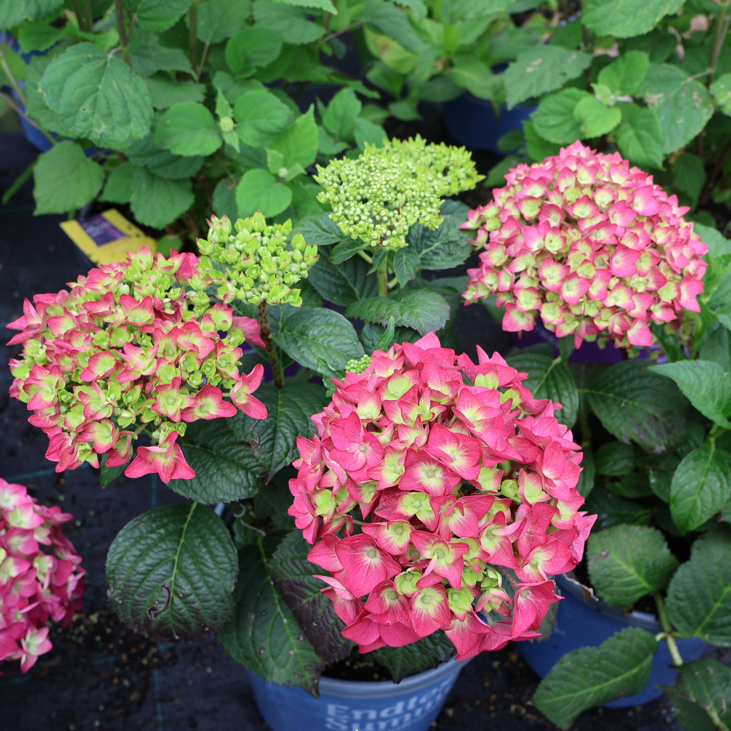 Hydrangea 'Endless Summer - Summer Crush'