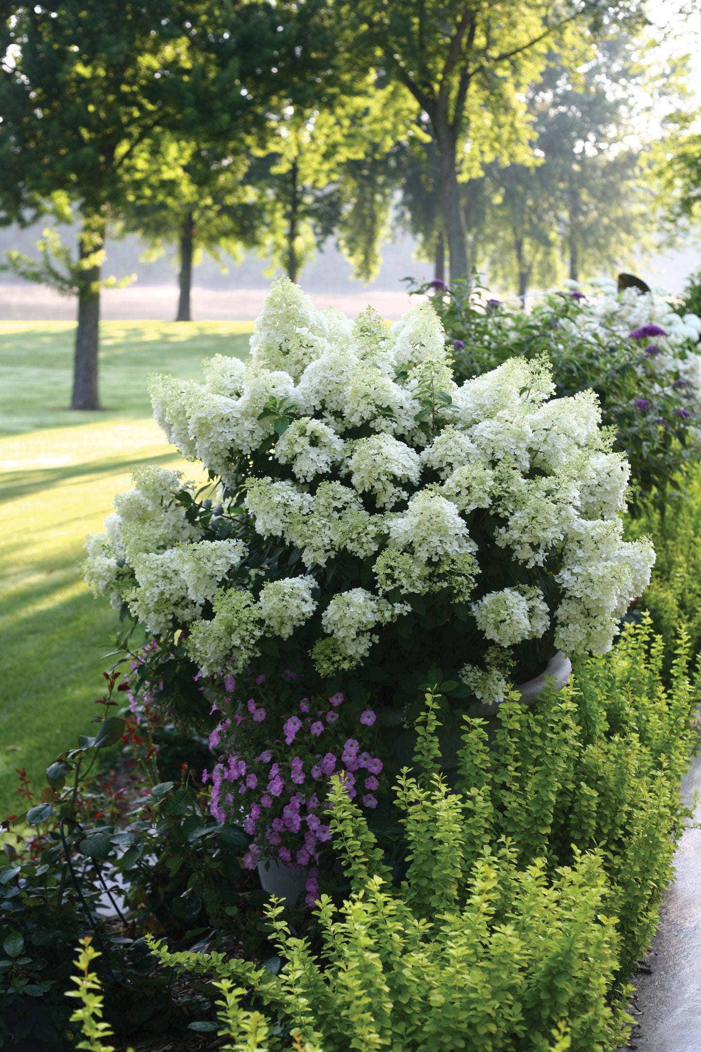 Hydrangea 'Bobo' PW