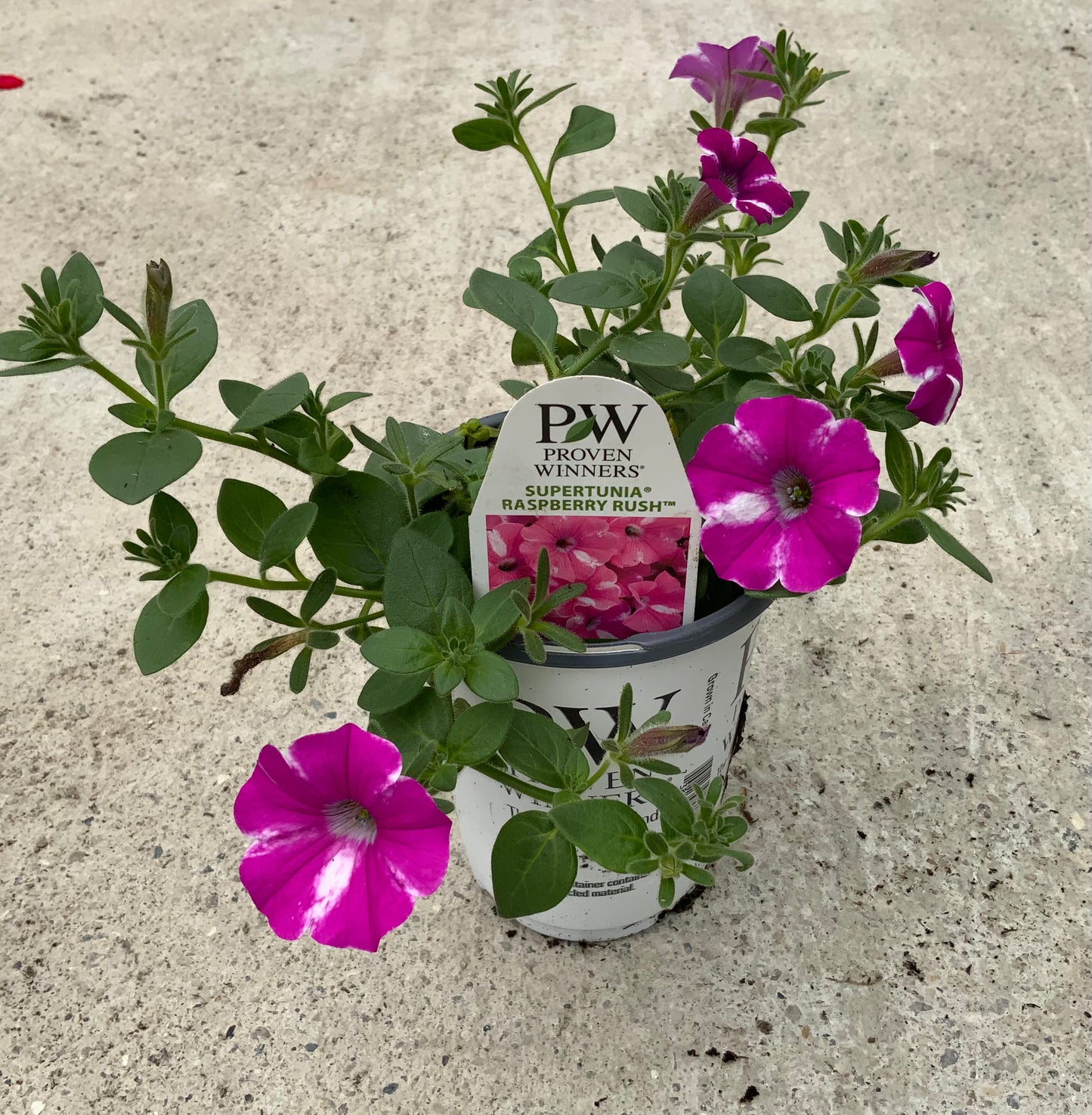 PW 4.25" Petunia Supertunia - 11 Colors