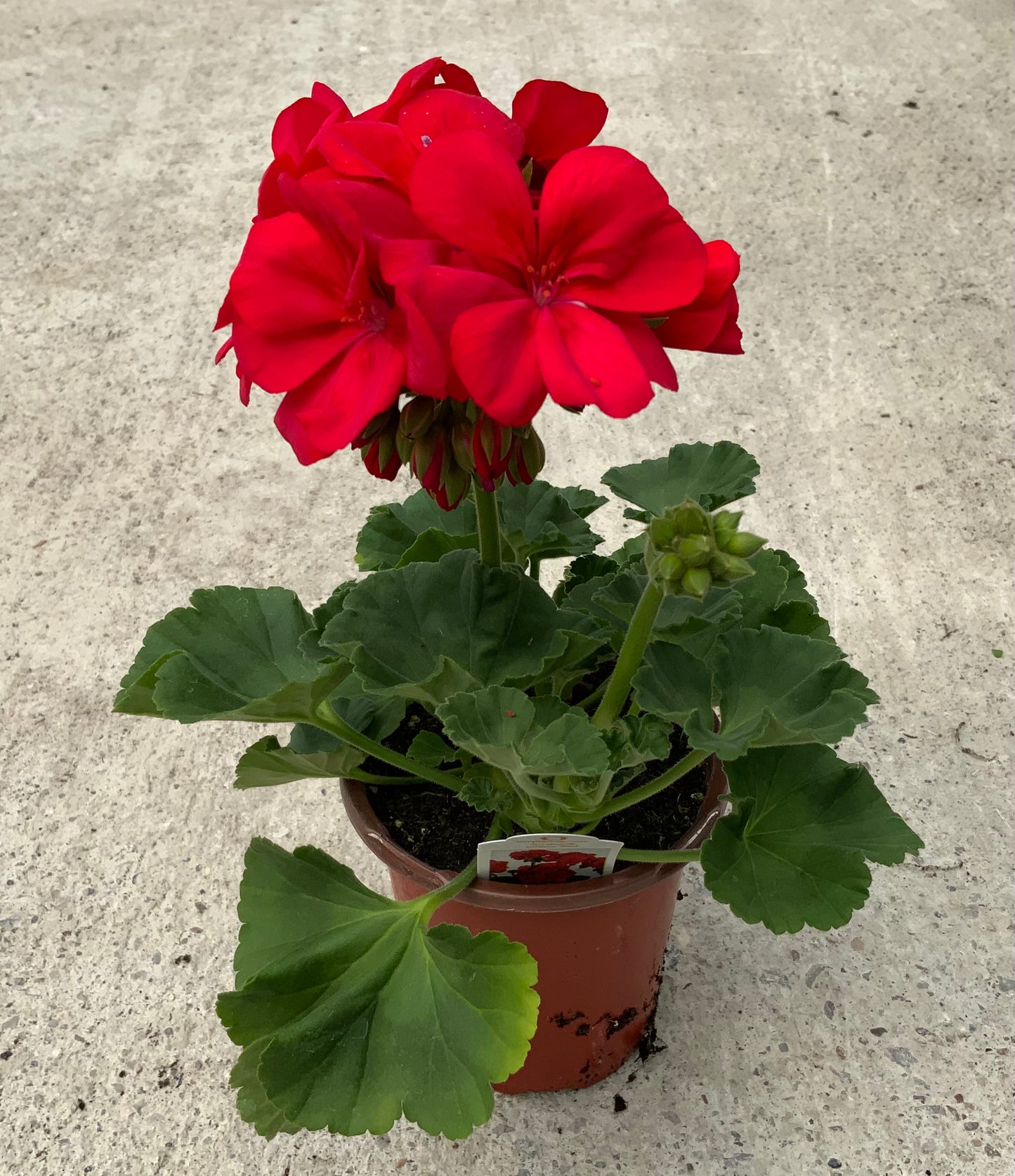 Geranium 'Survivor' 4.25"