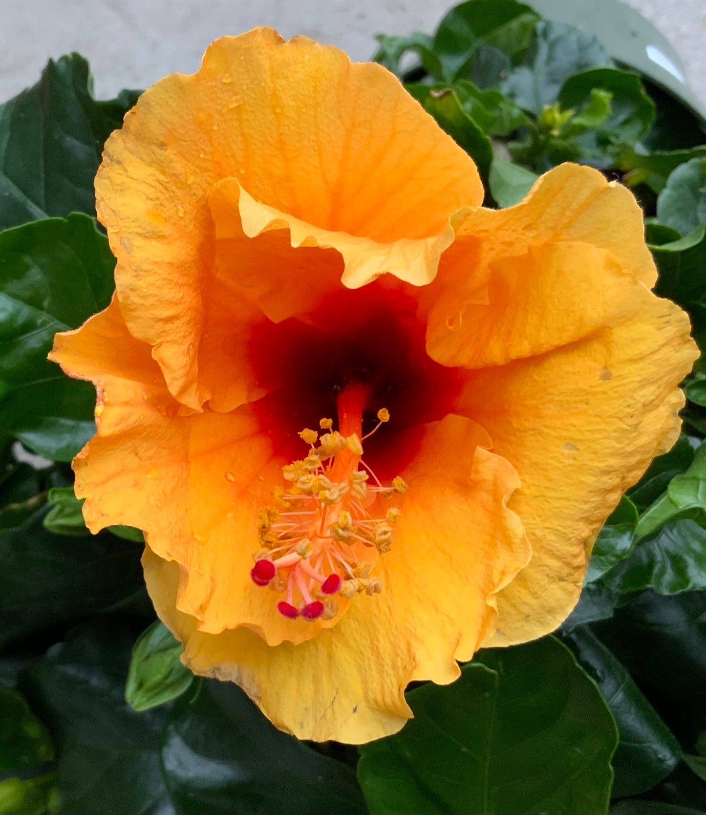 6" Tropical Hibiscus