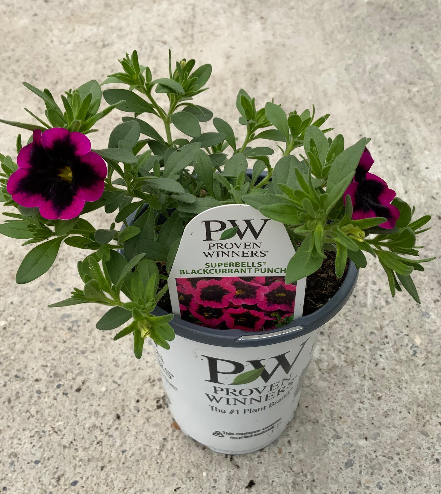 PW 4.25" Calibrachoa Superbells