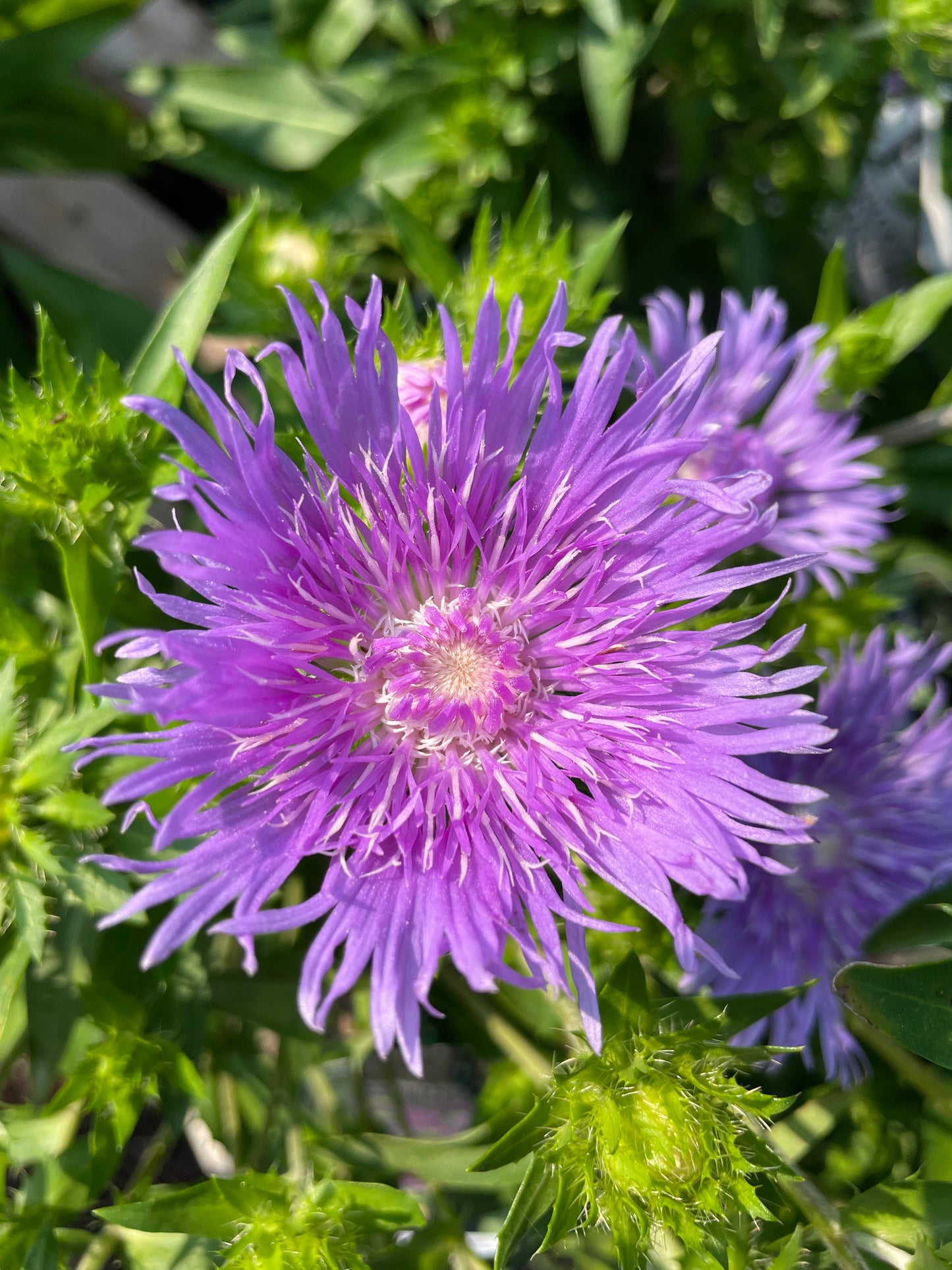 Stoke's Aster 'Peachie's Pick'