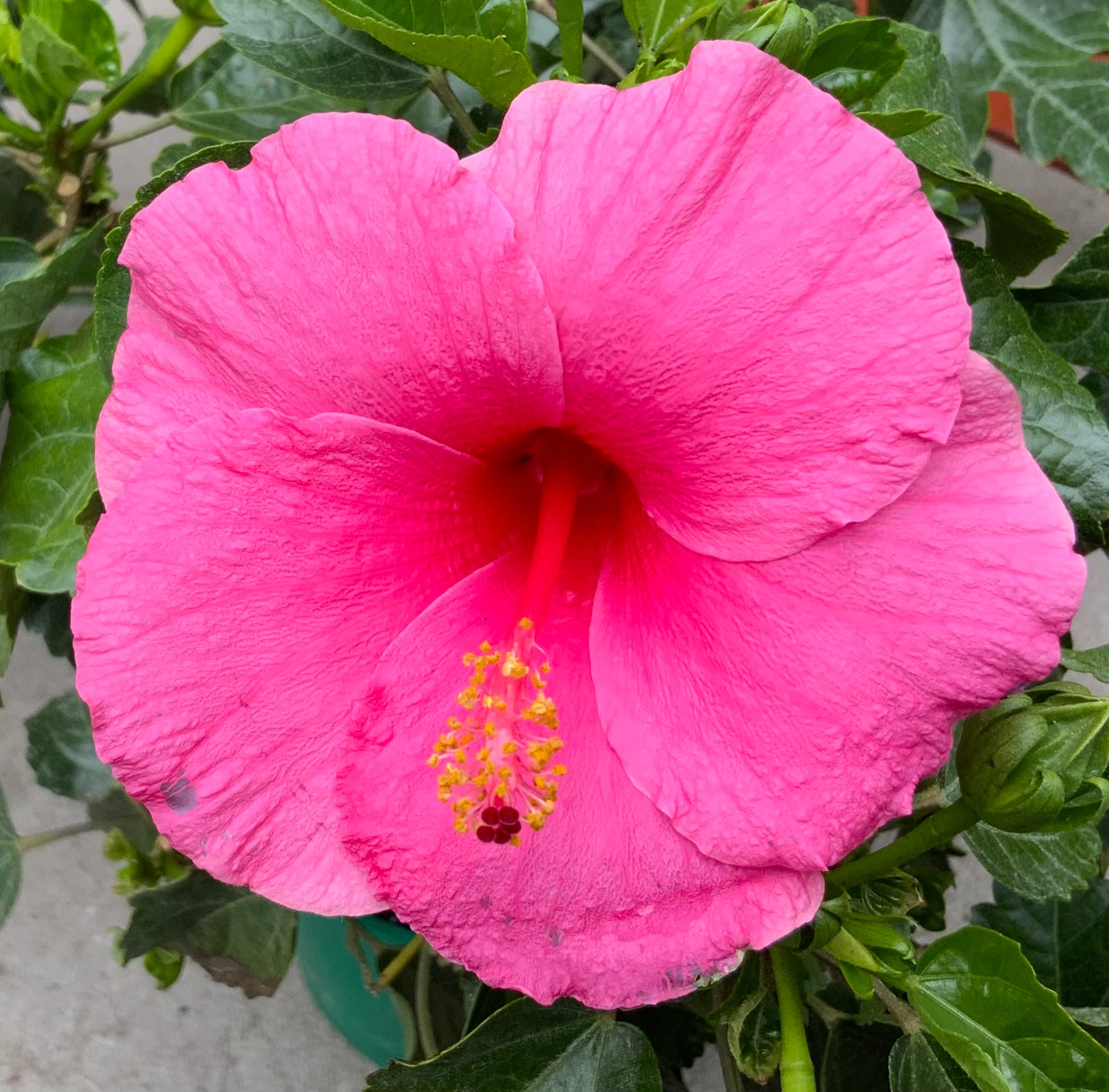 6" Tropical Hibiscus