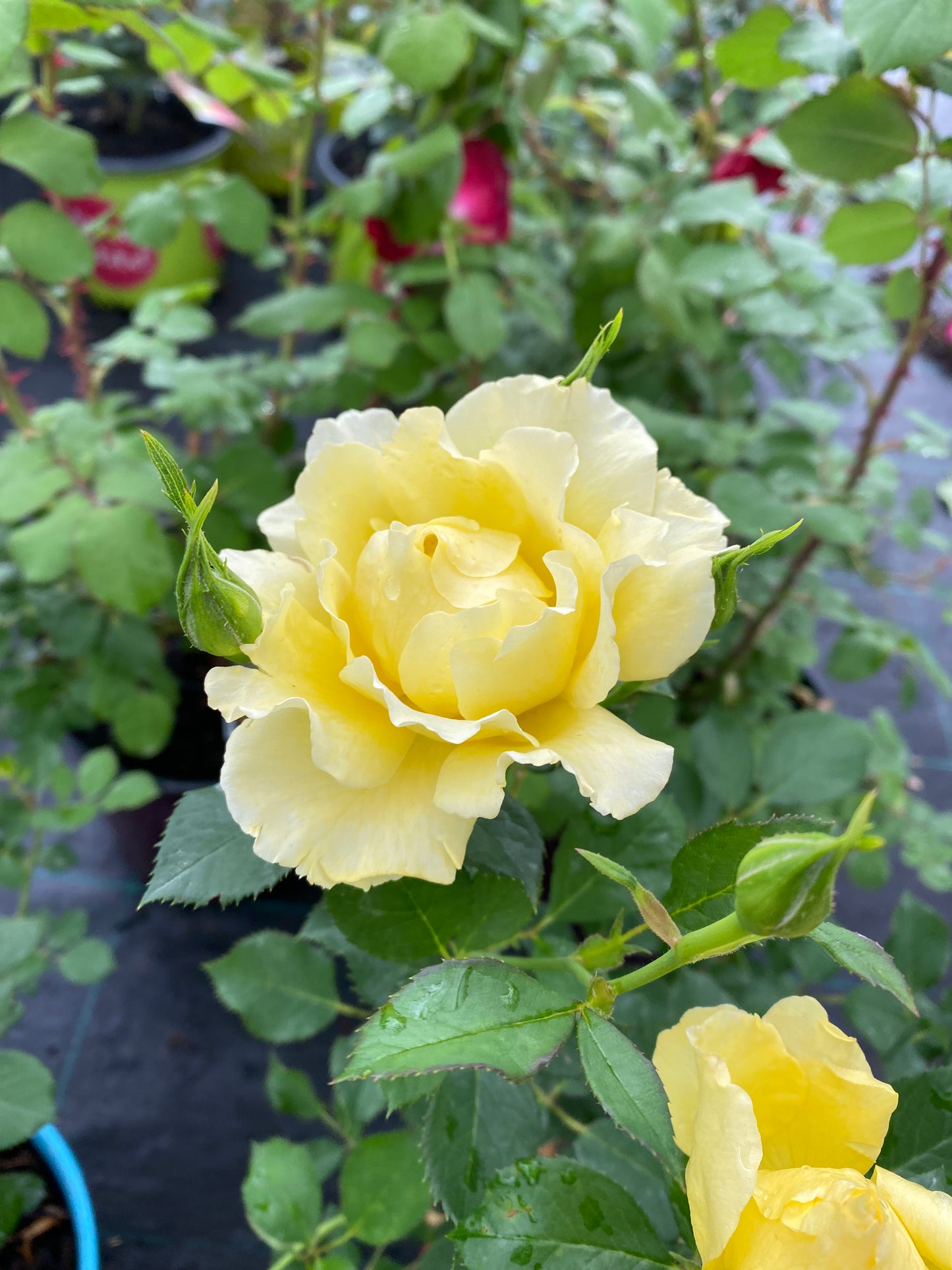 Rose 'Yukon Sun'