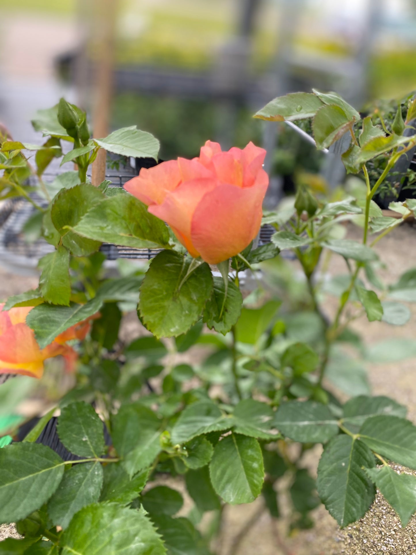 Rose 'Chinook Sunrise'