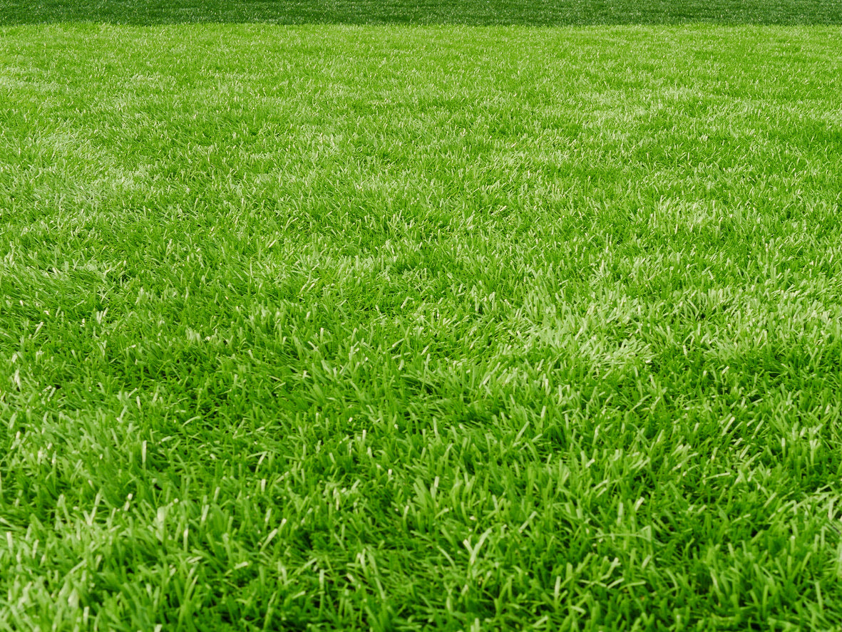 Grass seed ‘Premium Lawn Mix’ - $/lbs