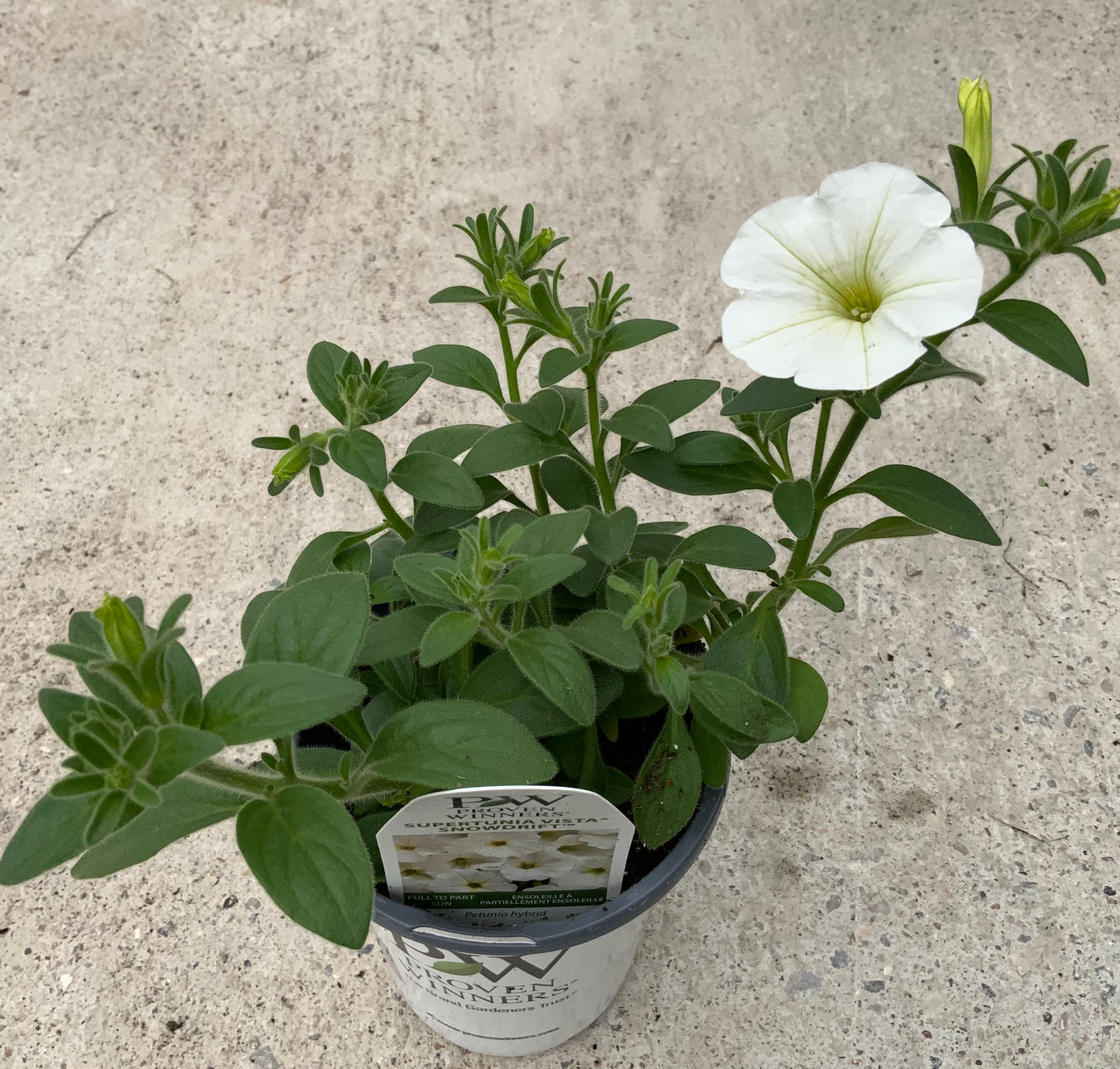PW 4.25" Petunia Supertunia - 11 Colors