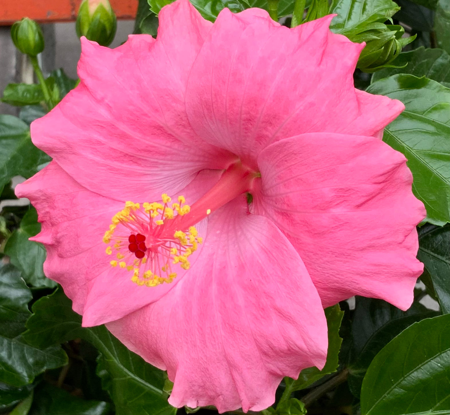 6" Tropical Hibiscus