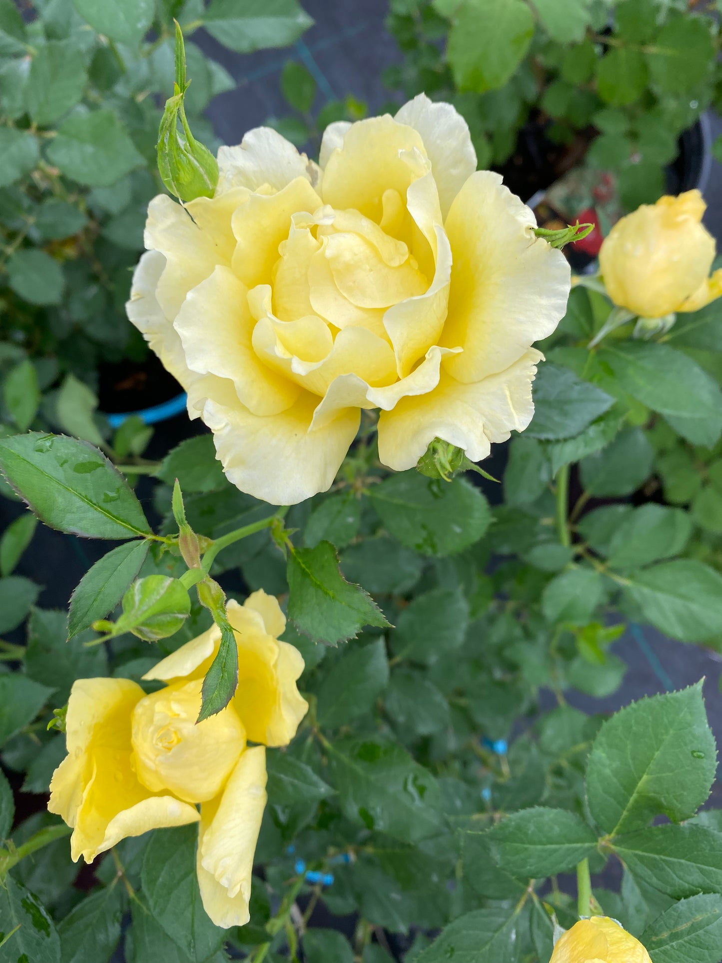 Rose 'Yukon Sun'