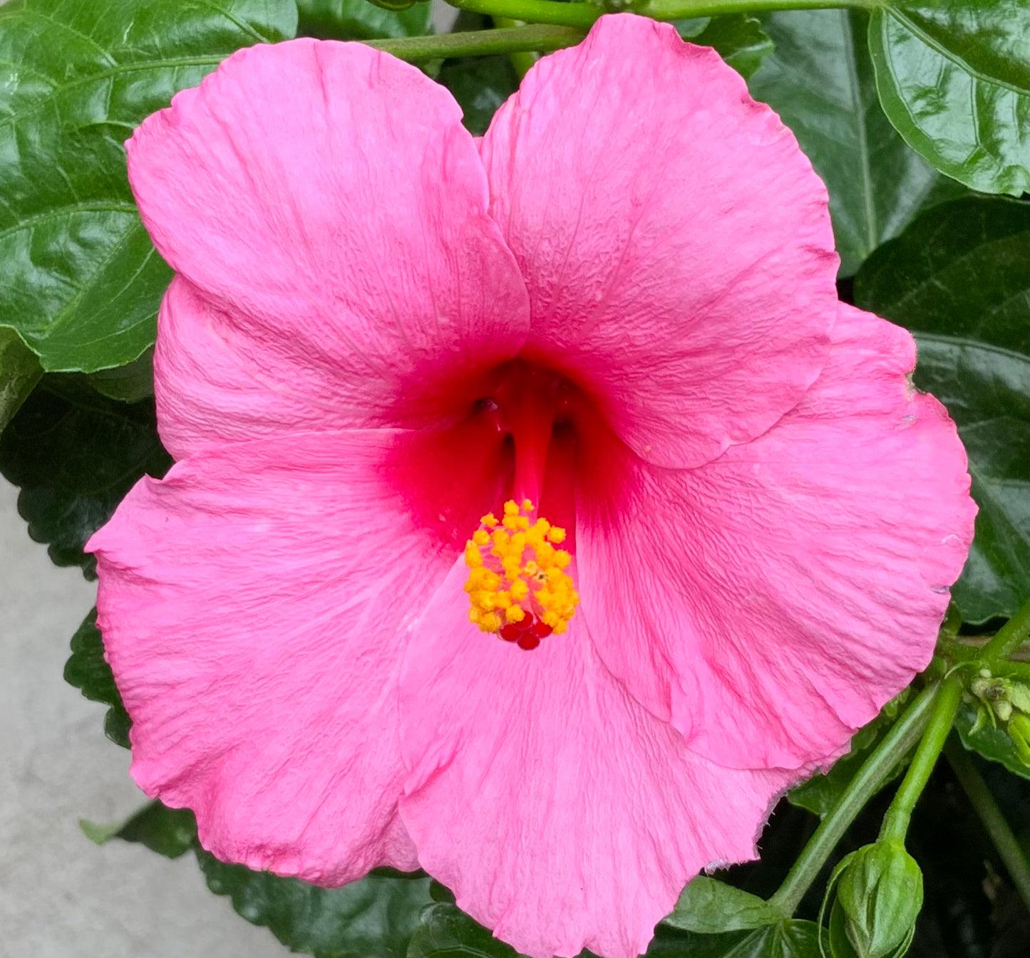 6" Tropical Hibiscus