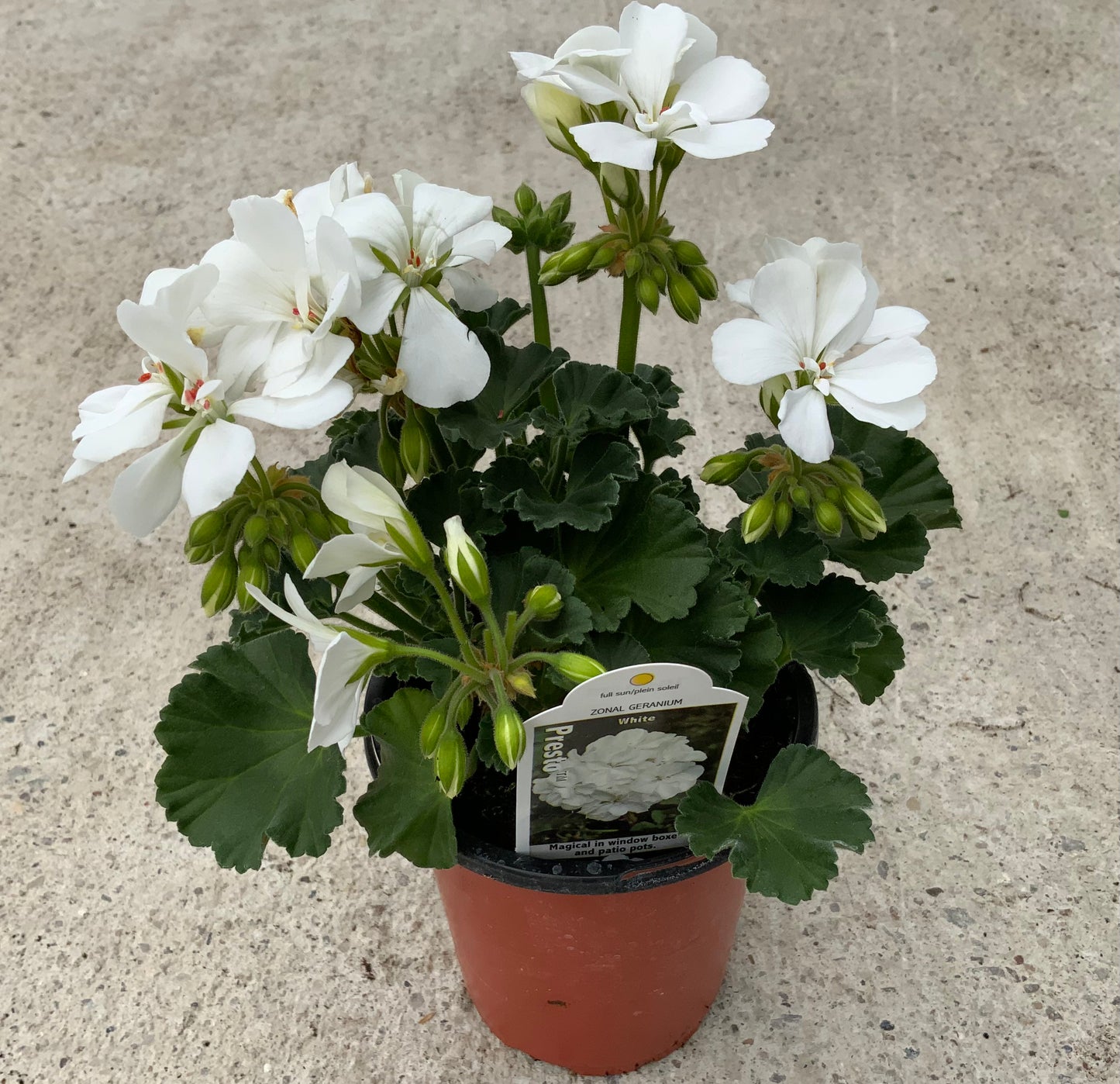 Geranium 'Presto' 4.25"