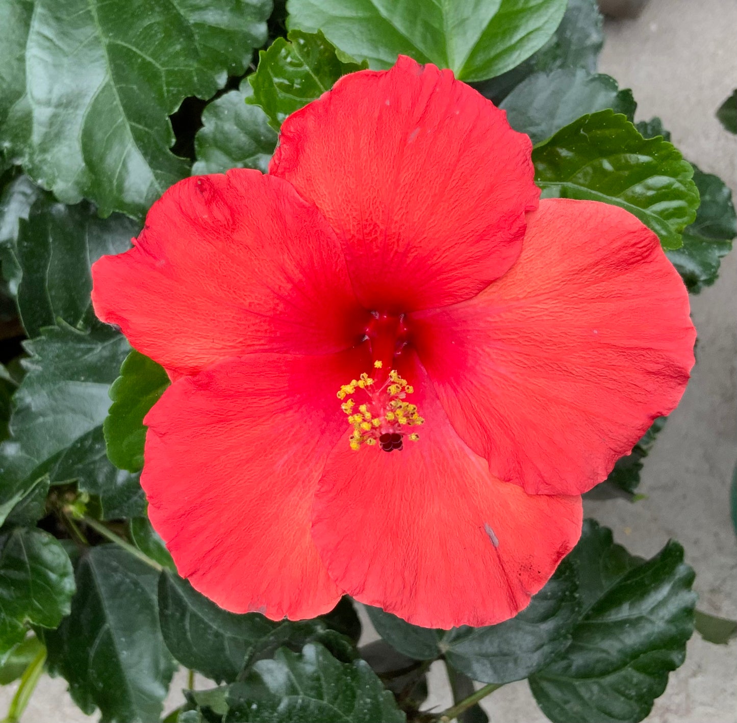 6" Tropical Hibiscus