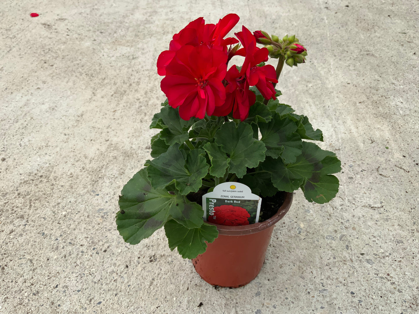 Geranium 'Presto' 4.25"