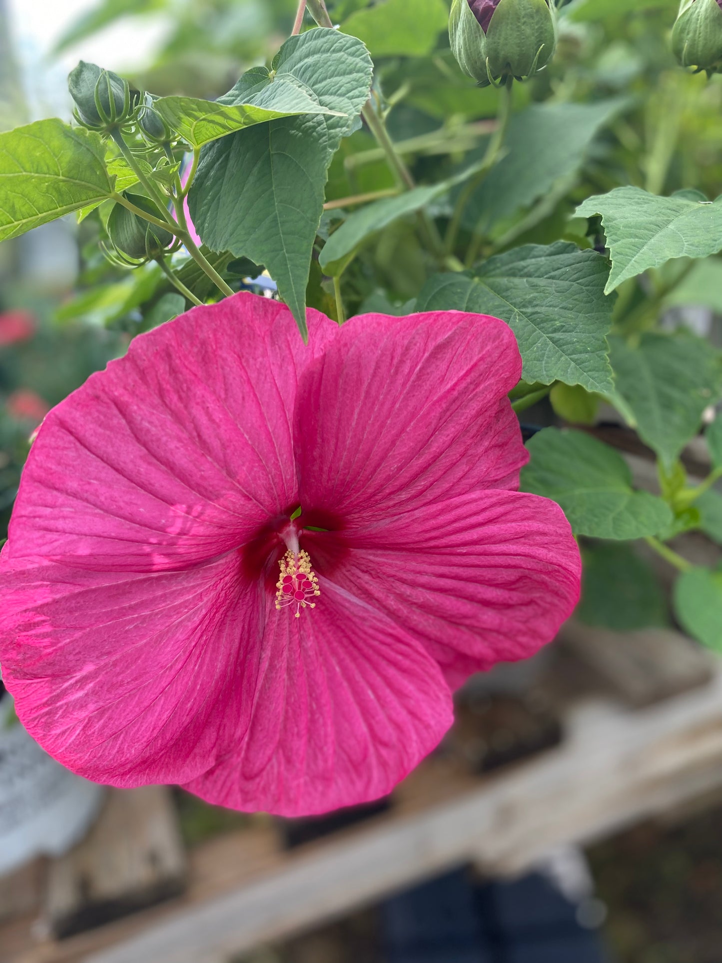 Hibiscus 'Luna Rose' Rose Mallow