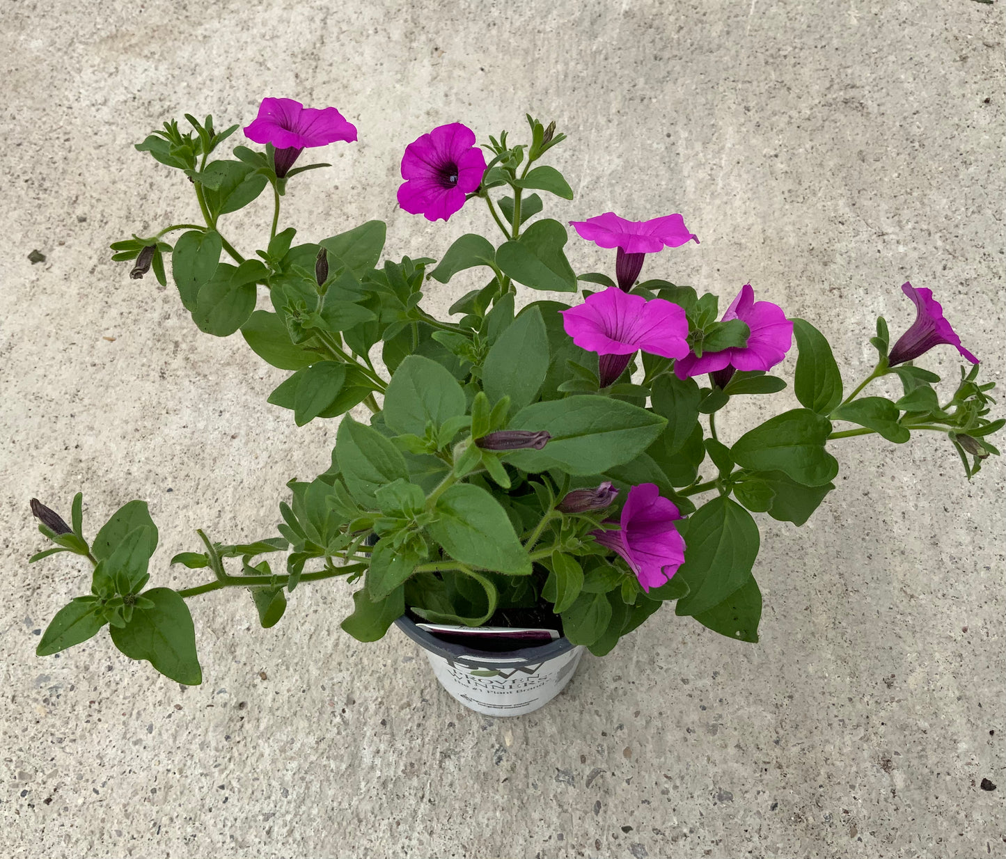 PW 4.25" Petunia Supertunia - 11 Colors