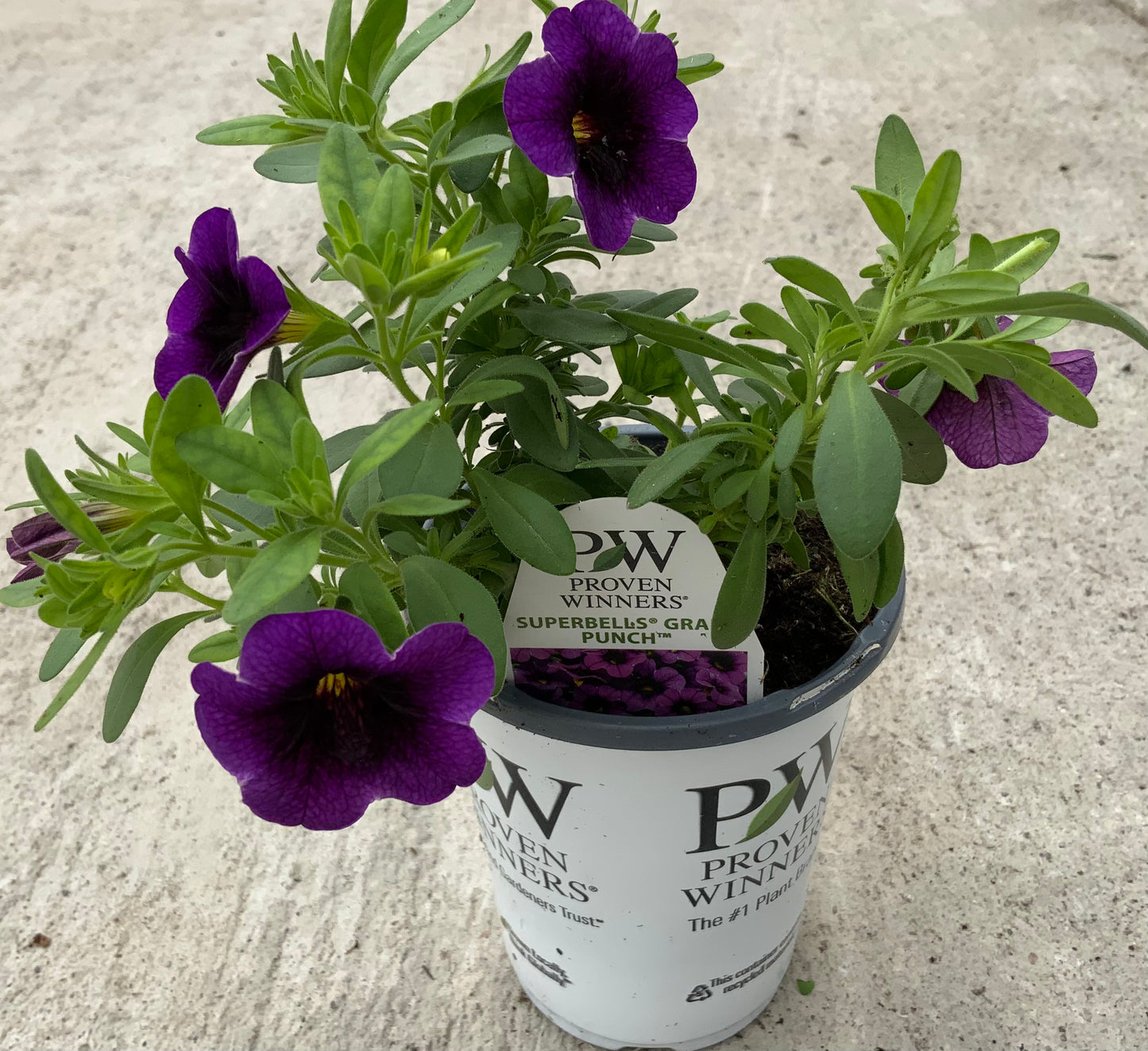 PW 4.25" Calibrachoa Superbells