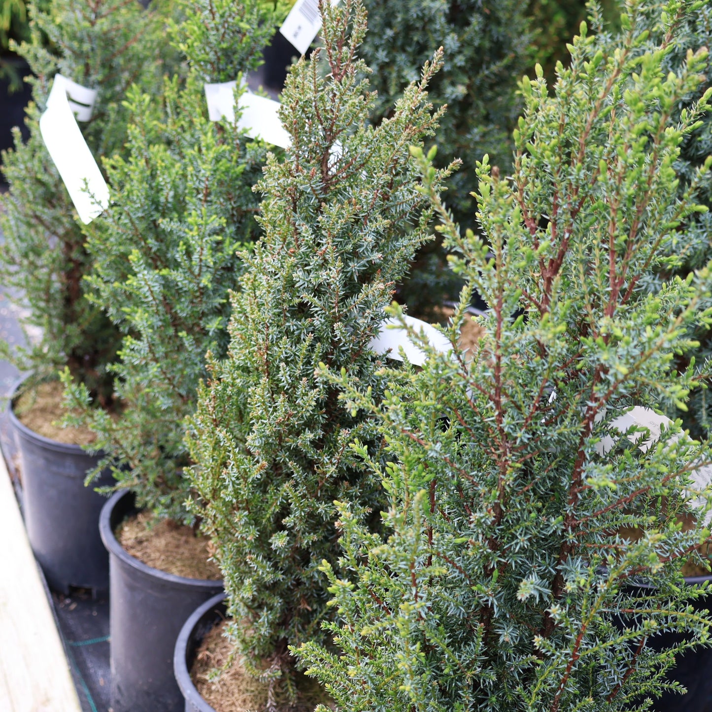 Juniper 'Pencil Point'