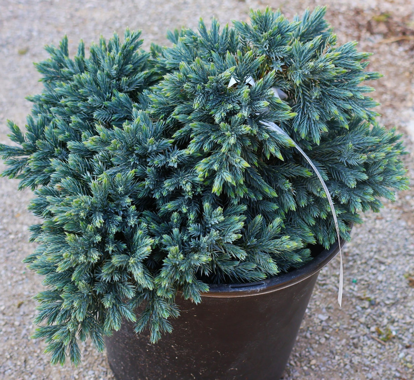 Juniper 'Blue Star'
