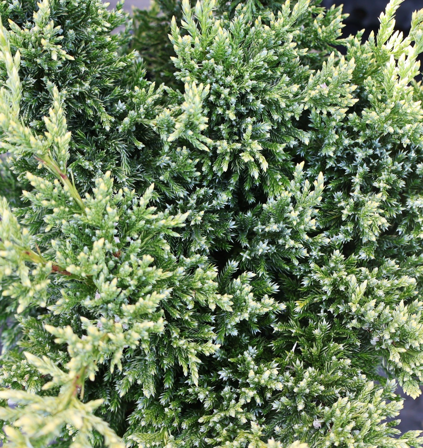 Juniper 'Dream Joy'